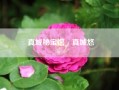 真城秘宝馆柊真城悠(《守护甜心》真城璃茉的日文名是什么)