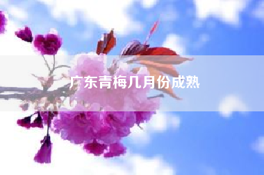 广东青梅几月份成熟？梅子成熟的季节是夏天还是春天？